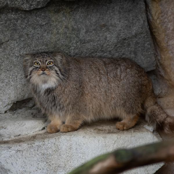 Pallas’ Cat Columbus Zoo and Aquarium